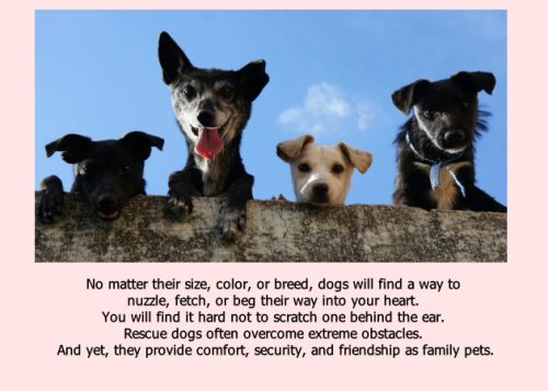 National Rescue Dog Day
