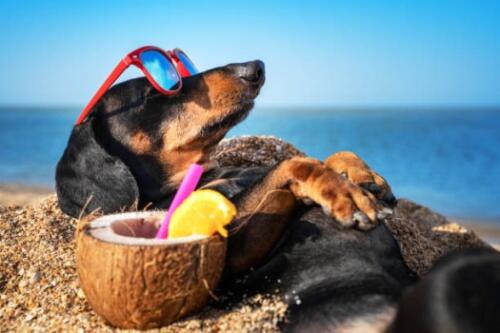 summer-beach-dog-sunglasses